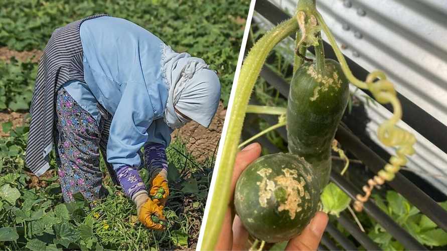 "Загадочная чума" - В Европе предупредили о дефиците огурцов. Нашли ли способ спасти, который поможет белорусам?