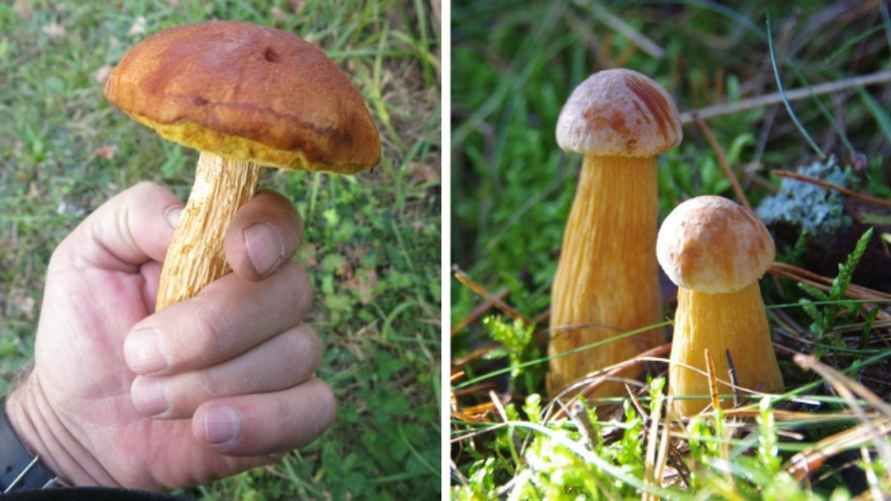 Золотистый боровик