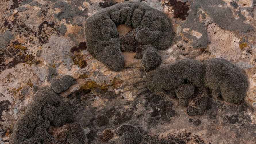 Мох Syntrichia caninervis. Фотография: Ли Ренц/Alamy