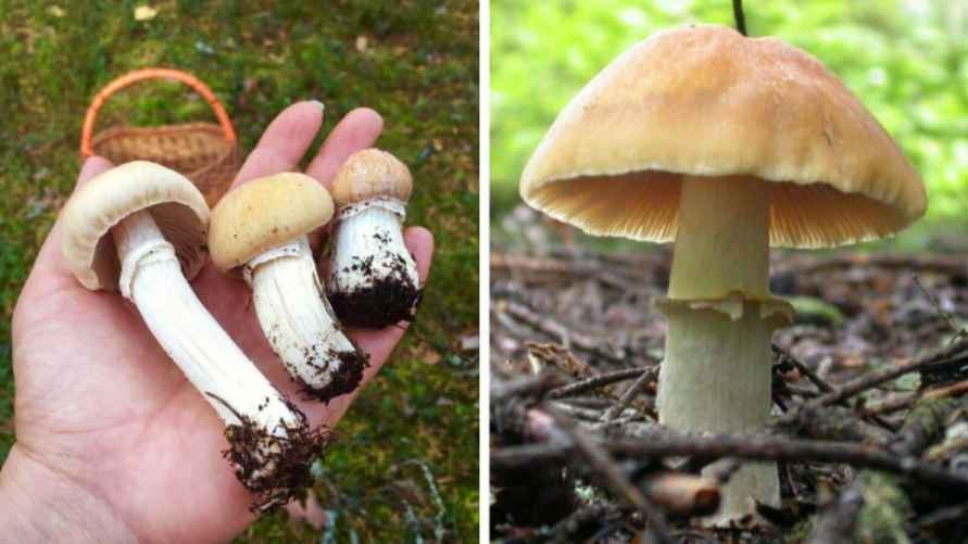 Колпак кольчатый