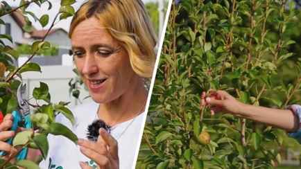 Зачем надламывать ветки у яблонь и груш в июле? Этот простой трюк решит сразу две проблемы дерева