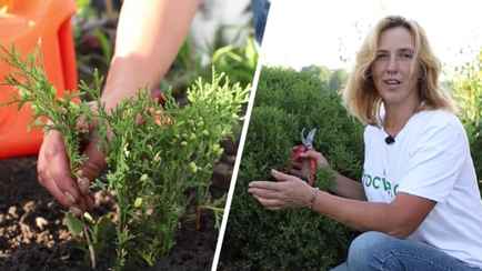 Как вырастить изгородь из туй бесплатно? Сделайте так в июле, чтобы к осени иметь густые саженцы