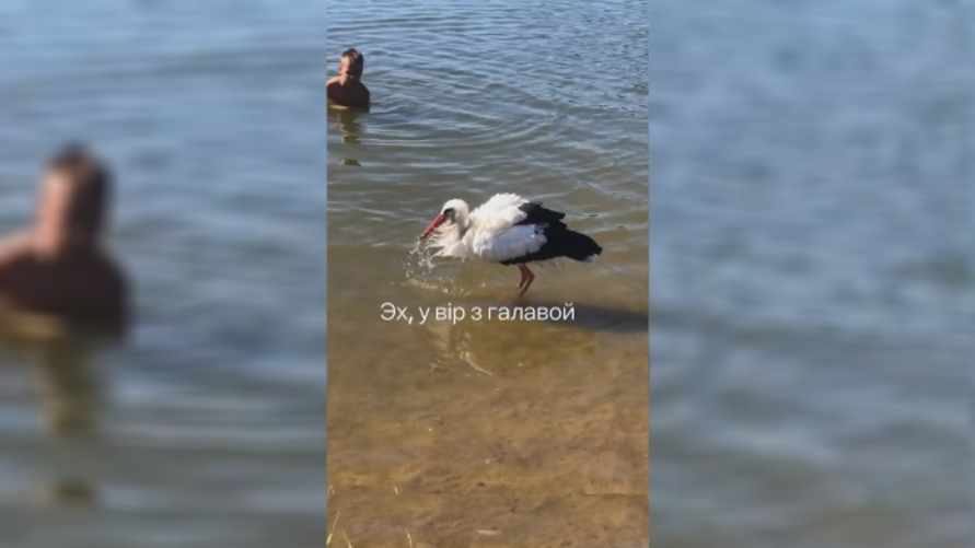 "Вот что жара вытворяет!" - Видео с купанием белорусского аиста собрало почти 100 тыс просмотров.