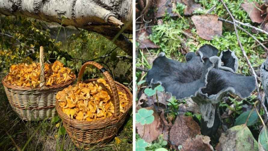 Урожай жёлтых лисичек под Мозырем и первые экземпляры чёрной лисички под Минском. Фото: Владимира Кашевича и Антошки Прищчица из паблика "Грибные войска Беларуси"