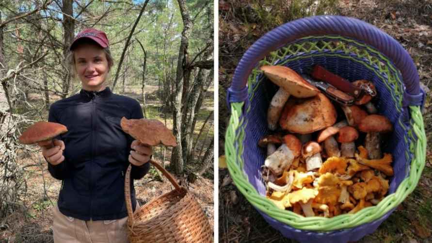 Фото урожаев Юлии Василевской в паблике "Грибные войска Беларуси"