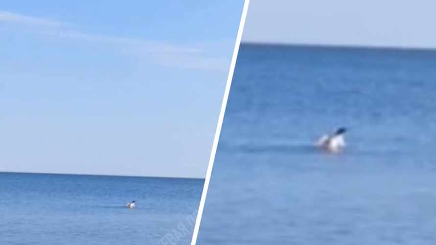 "Как он тут оказался?" - В Черном море под Одессой сняли на видео пингвина