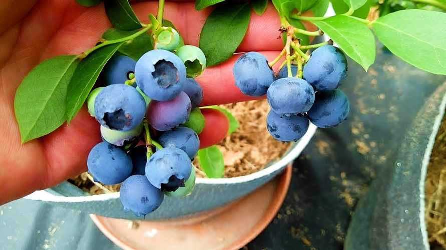 Как белорусам вырастить голубику на подоконнике? Это проще, чем вы думаете