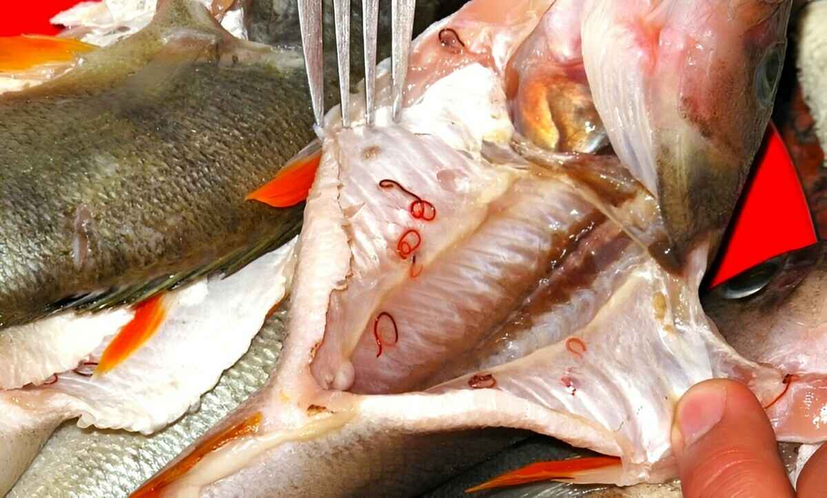 "Поражается печень" — В одной из рек Беларуси нашли заражённую рыбу, опасную для человека. В Санэпидемслужбе рассказали, как готовить