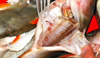 «Поражается печень» — В одной из рек Беларуси нашли заражённую рыбу, опасную для человека. В Санэпидемслужбе рассказали, как готовить