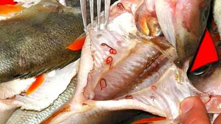 «Поражается печень» — В одной из рек Беларуси нашли заражённую рыбу, опасную для человека. В Санэпидемслужбе рассказали, как готовить