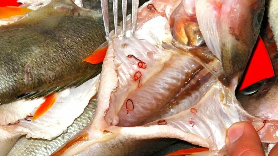 "Поражается печень" — В одной из рек Беларуси нашли заражённую рыбу, опасную для человека. В Санэпидемслужбе рассказали, как готовить