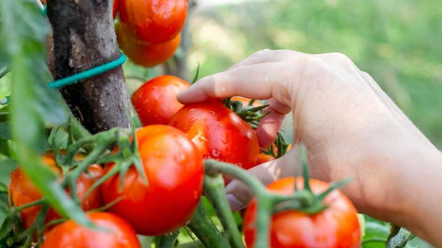 Зачем прокалывать стебли помидоров медной проволокой? Вот почему это нужно сделать в июле