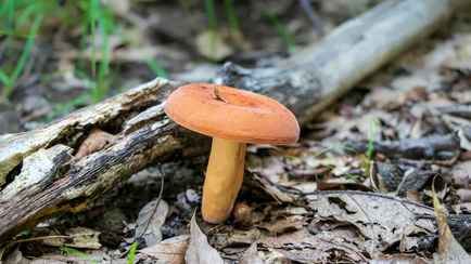 Этот гриб пропускают практически все белорусы. Чем полезен деликатесный на Западе красный груздь, и где его искать?