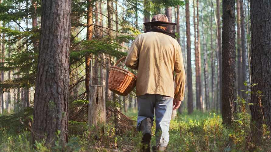 "Как одуванчиков в поле" - Белорусы рассказали, какие грибы стали появляться после стойкой жары и коротких дождей
