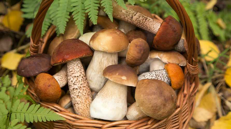 Даже съедобные грибы в этих местах ядовиты. Где белорусам не следует собирать?