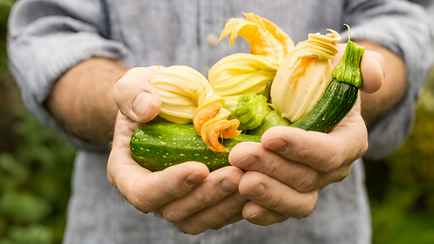 Зачем есть цветы кабачков? Вот чем этот популярный в Италии деликатес полезен для здоровья и диабетиков