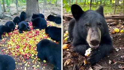 «Такие милые, когда не снимают скальп» — Фото с медвежатами в яблоках собрало 2,7 млн просмотров
