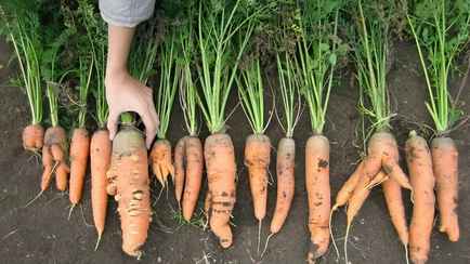 Почему морковь растёт кривой и трескается? Вот что можно сделать, чтобы получить хороший урожай