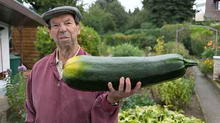 Только не поливайте этим раствором за 0 копеек кабачки. Иначе не будете знать, куда девать аномальный урожай