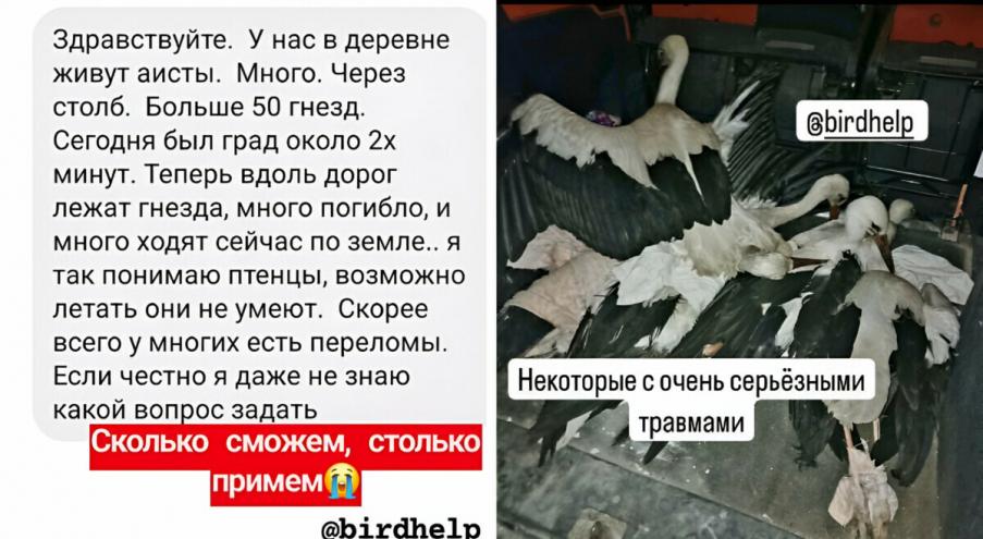 «Аисты, аисты, аисты… Их много, им всем нужна