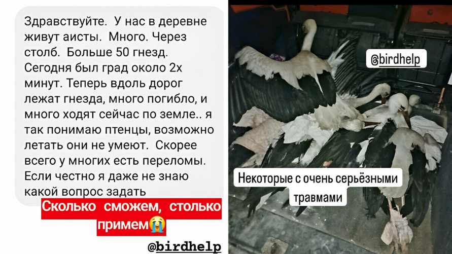"Приют завален ранеными аистами" — Волонтёры призвали белорусов помочь. Как?