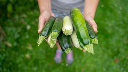 Смертельно опасны. Медики предупредили, какие кабачки и огурцы есть запрещено