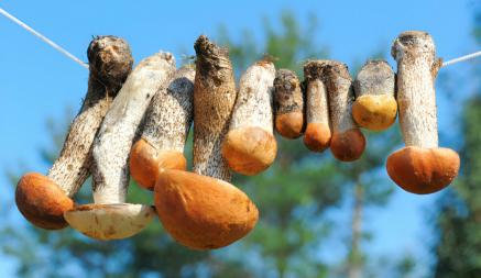 Как хранить сухие грибы, чтобы не испортились? Вот почему стеклянная банка — плохая идея