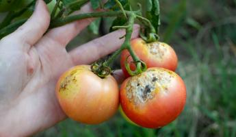 Как спасти помидоры от фитофтороза? Спрей из этих растений сработает как антибиотик