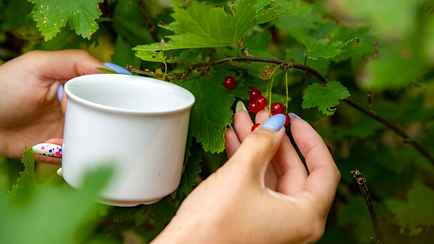 Собрали урожай смородины? Сделайте это, чтобы не остаться без ягод в следующем году