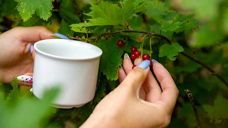 Собрали урожай смородины? Сделайте это, чтобы не остаться без ягод в следующем году