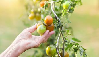 Почему помидоры не краснеют? Вот что нужно делать в жару, чтобы плоды созревали быстрее