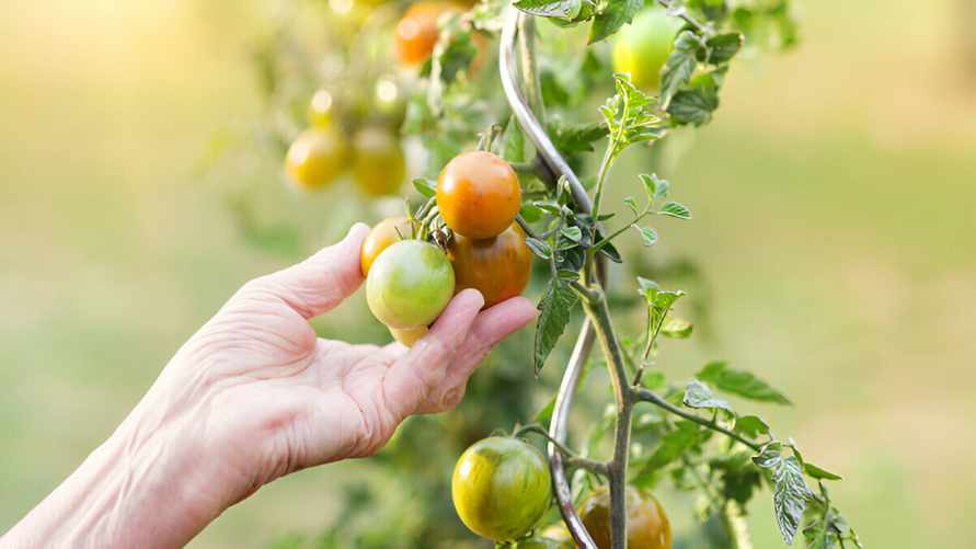 Почему помидоры не краснеют? Вот что нужно делать в жару, чтобы плоды созревали быстрее