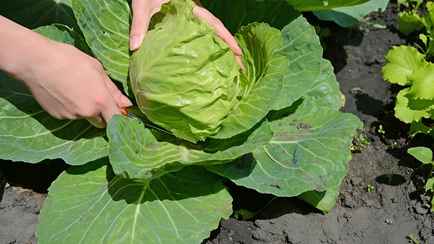 Как вырастить большие кочаны капусты, которые не лопнут? Эти секреты знают только опытные огородники