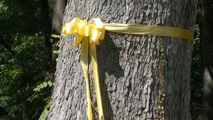 Зачем обвязывать деревья в саду желтой лентой? Так вы быстро избавитесь от надоедливой проблемы