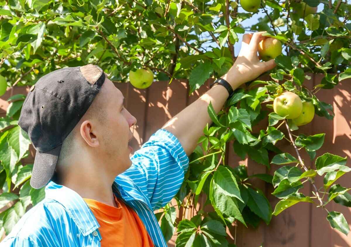 Можно ли белорусам срывать соседские груши и яблоки, если ветка свисает на их огород? В Минюсте разъяснили