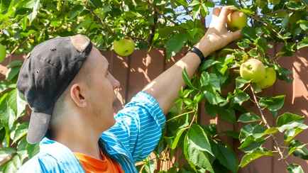 Можно ли белорусам срывать соседские груши и яблоки, если ветка свисает на их огород? В Минюсте разъяснили
