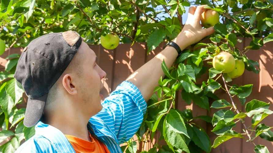 Можно ли белорусам срывать соседские груши и яблоки, если ветка свисает на их огород? В Минюсте разъяснили
