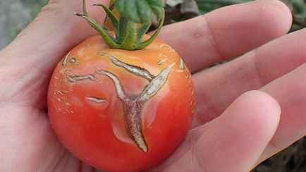 Почему помидоры трескаются на кустах? Вот что нужно сделать, чтобы выглядели как на картинке
