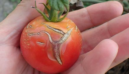 Почему помидоры трескаются на кустах? Вот что нужно сделать, чтобы выглядели как на картинке