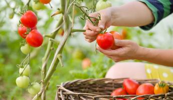 Чем удобрять помидоры в июле? Эти домашние смеси позволят собирать урожаи корзинами