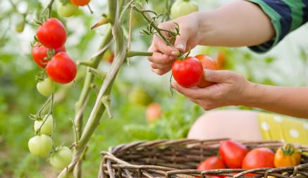 Чем удобрять помидоры в июле? Эти домашние смеси позволят собирать урожаи корзинами