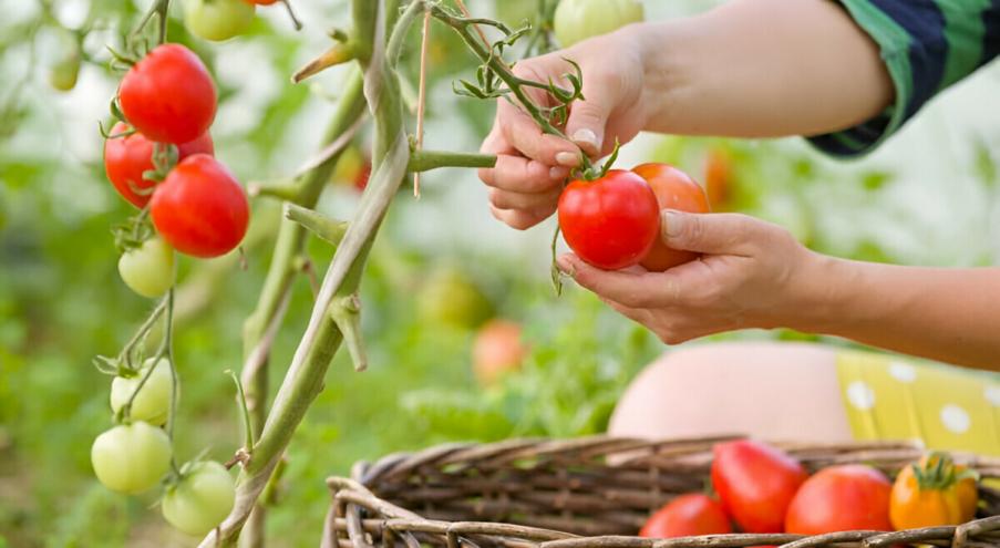 Как часто поливать помидоры в июле? Июль –