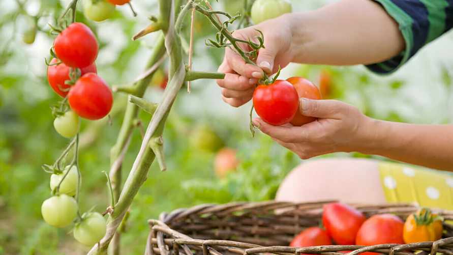 Чем удобрять помидоры в июле? Эти домашние смеси позволят собирать урожаи корзинами