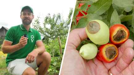 «Нужны срочные меры!» — Эксперт рассказал, что делать, если на помидорах появились странные пятна