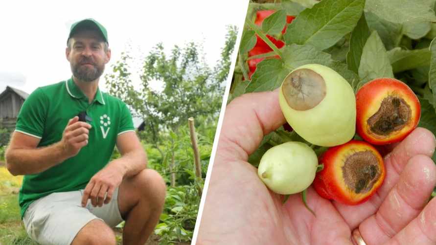 "Нужны срочные меры!" - Эксперт рассказал, что делать, если на помидорах появились странные пятна