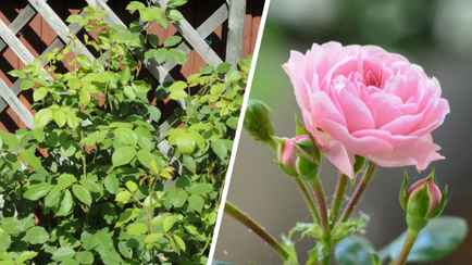 Ваши розы не цветут? Проверьте, не растет ли рядом это