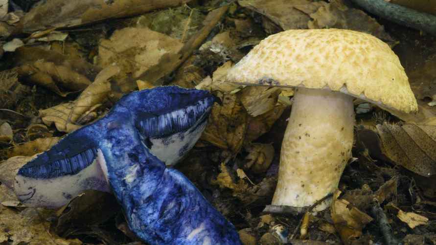 Гиропорус синеющий.