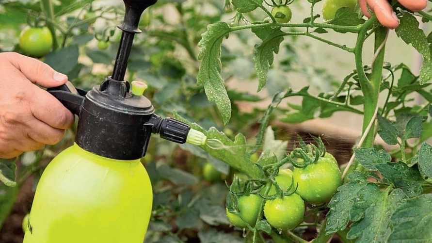 Добавьте 15 капель в воду и молоко. Этот домашний спрей сделает помидоры крупными и сочными
