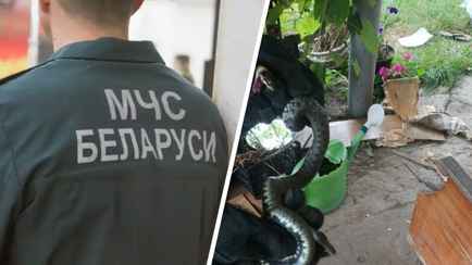 В Ивановском районе спасатели достали змею из дивана