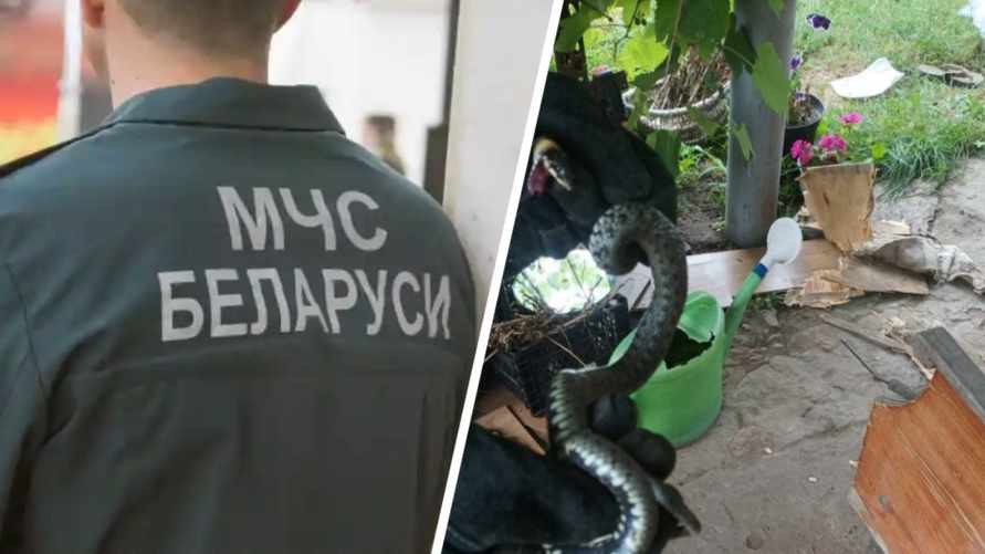 В Ивановском районе спасатели достали змею из дивана